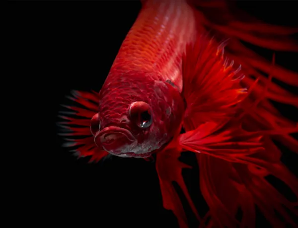beautiful red betta fish alone in a 5 gallon tank