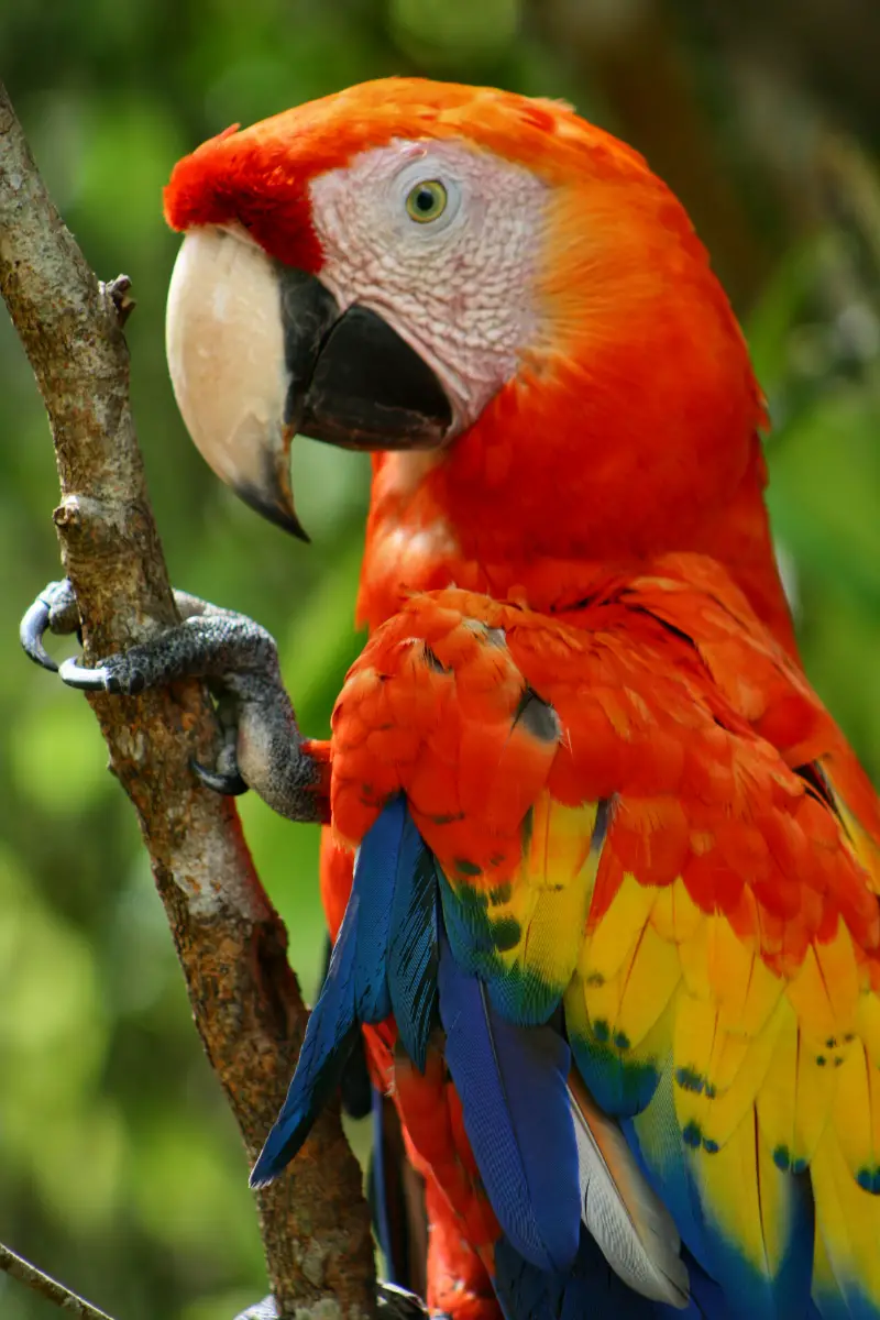 How Many Types of Macaws Are There in the World? | EtcPets