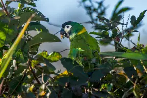yellow-collared macaw